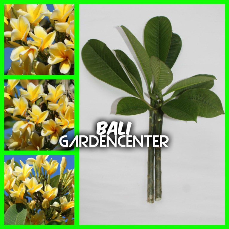 Stek Batang Kamboja Kuning Putih - Fresh Cutting Plumeria