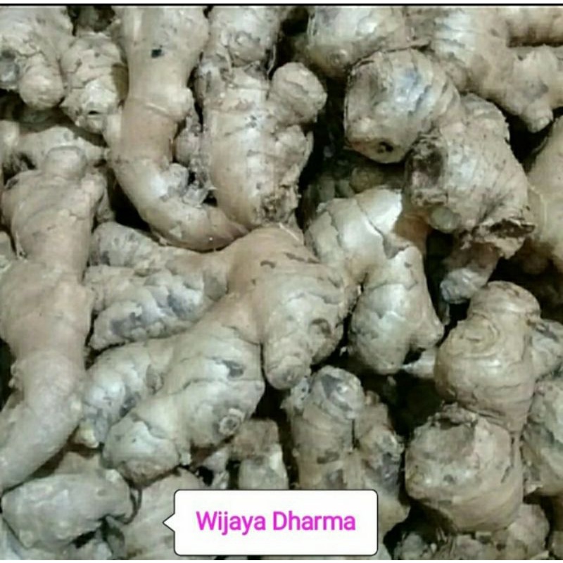 

JAHE 500g
