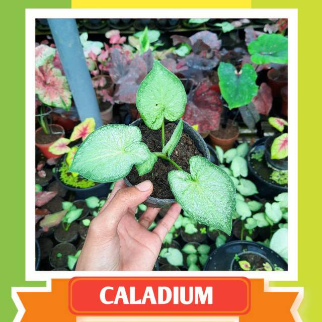 Bibit Caladium Keladi Hias Queen Of White Jaguar Shopee Indonesia