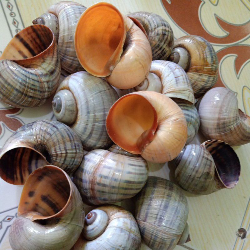 CANGKANG RUMAH KEONG mas