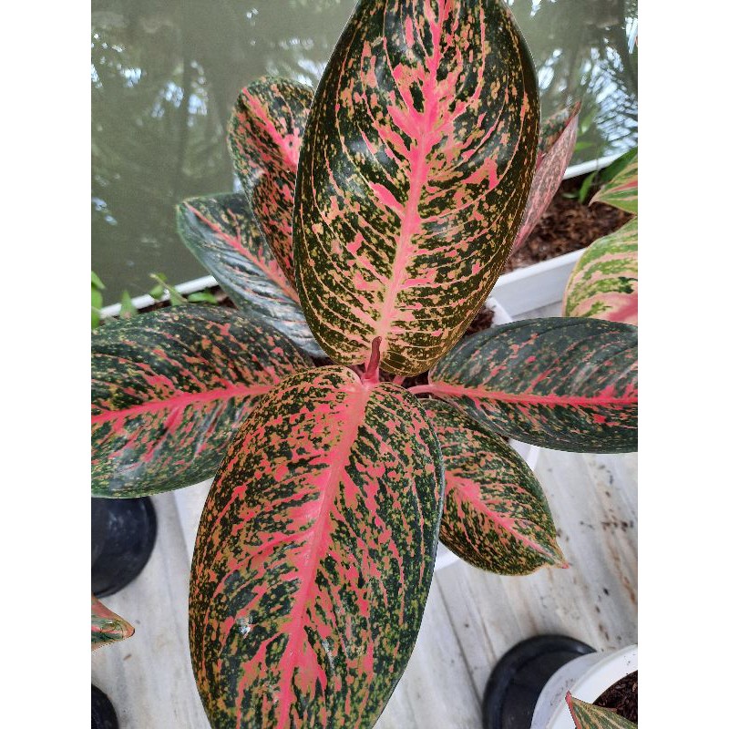 Aglonema Tiara