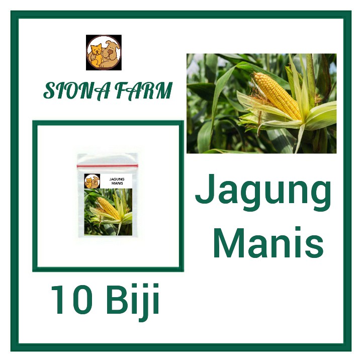 Cara Menanam Jagung Di Gelas Aqua - 6 Cara Menanam Hidroponik Kangkung