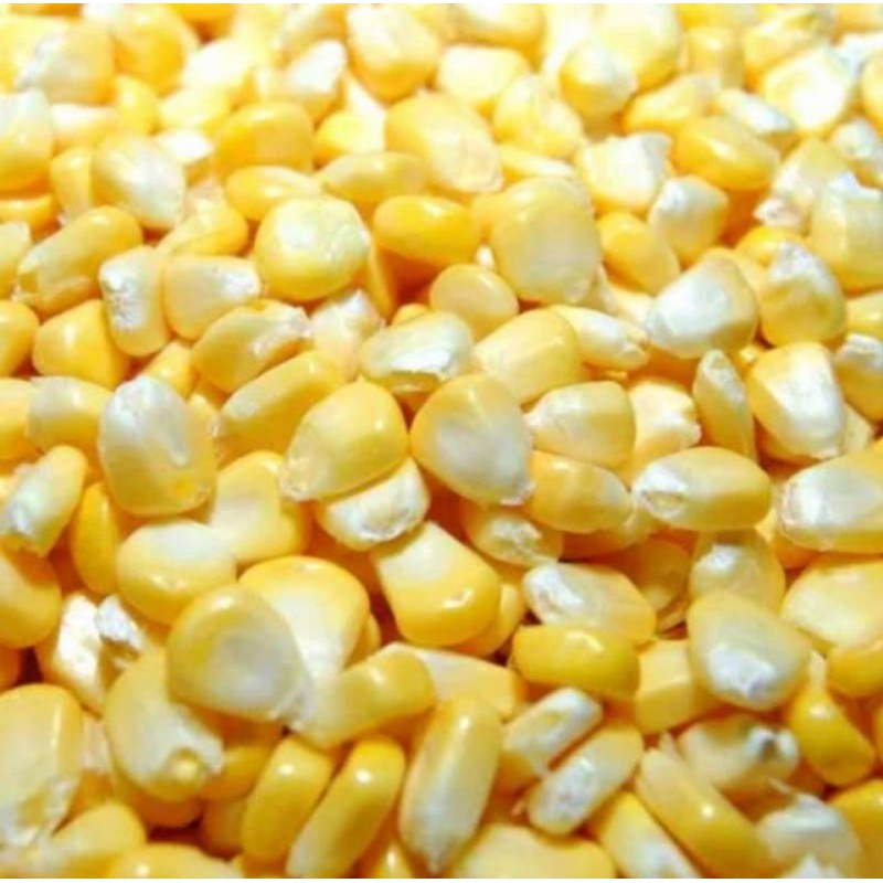 

Jagung Manis Pipil / Jagung Madu