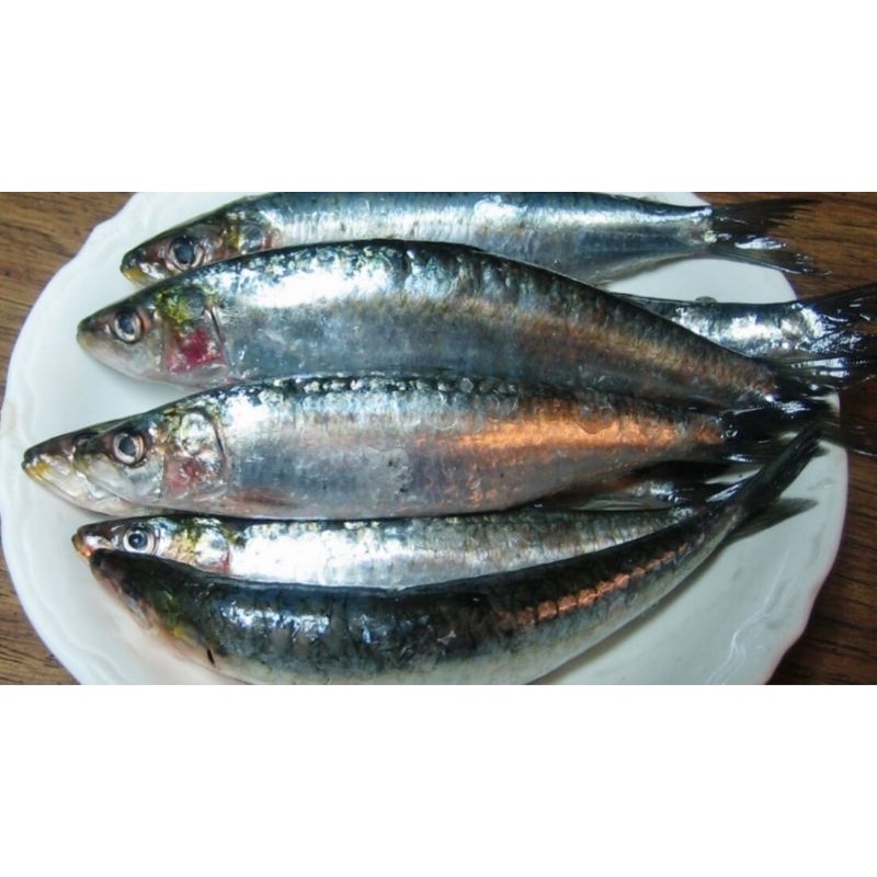 

Ikan Sarden Segar Berat 500 Grm