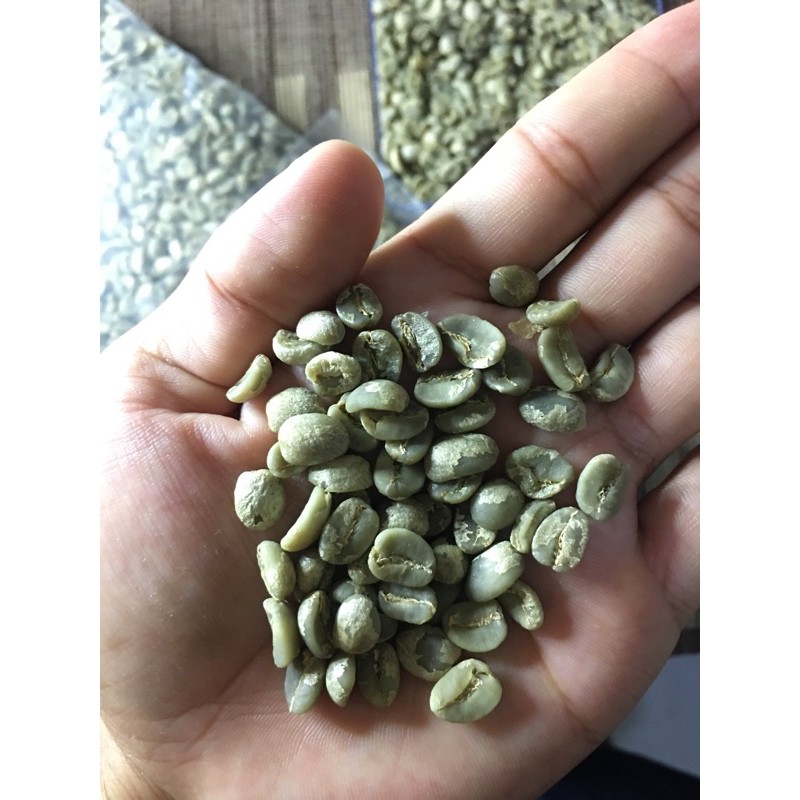 

Biji Kopi Arabica Green Bean Parapat - sumatera utara