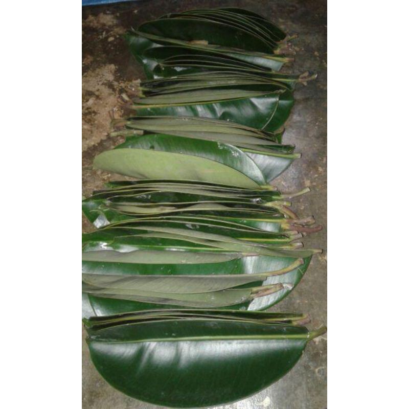 daun karet kebo/karet jepang