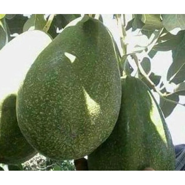 Bibit Alpukat Pluwang