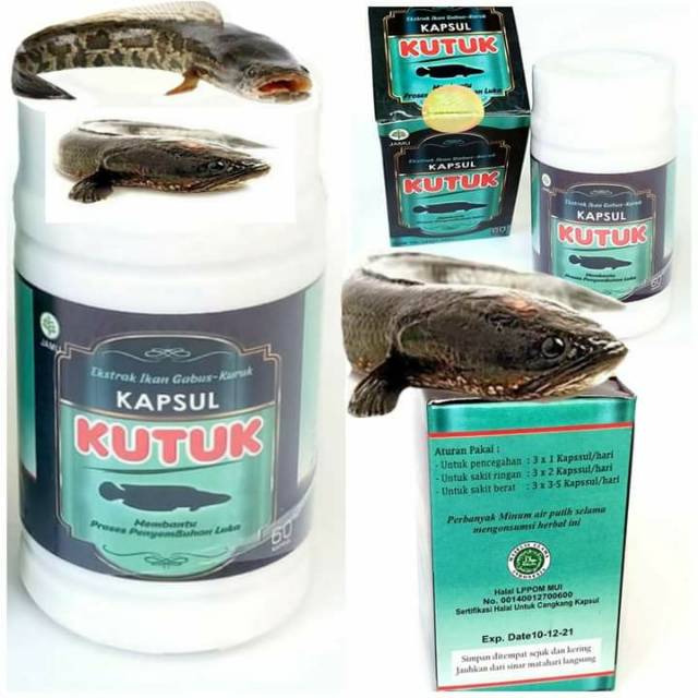 Kapsul Kutuk Ikan Gabus