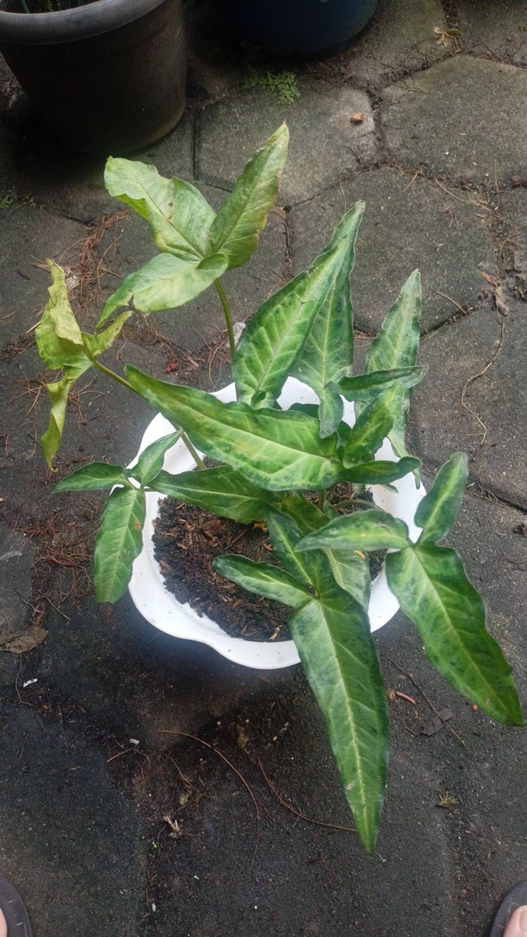 Singonim Bintang Lokal Tanaman Hias