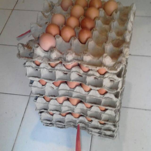 

Telur