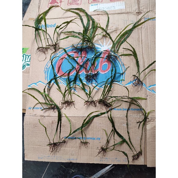 Microsorum Needle - kadaka - tanaman aquascape