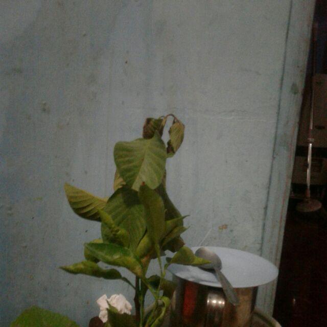 Kw1 Bibit Tanaman Pohon Fresh Cangkok Buah Jambu Siumik Pala. Biji Air #!