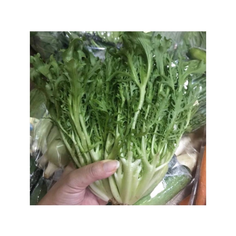 

Endive Organik || 200 gr || Endive Organic Veggies