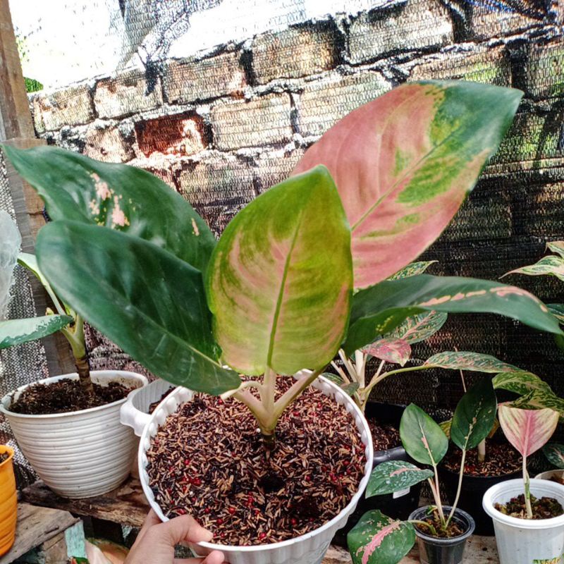 Aglonema Kocin Eboni