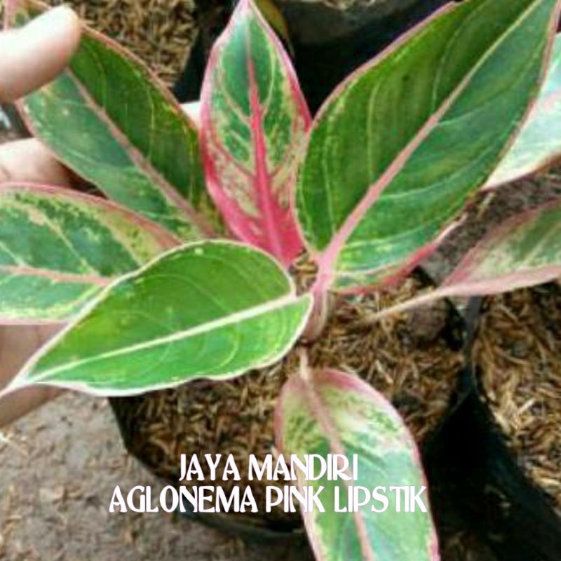 AGLONEMA PINK LIPSTIK SUPER (LIPSTIK KLASIK)