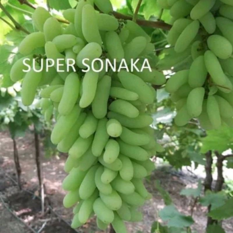 

ANGGUR IMPORT SUPER SONAKA Premium Unggulan bisa COD