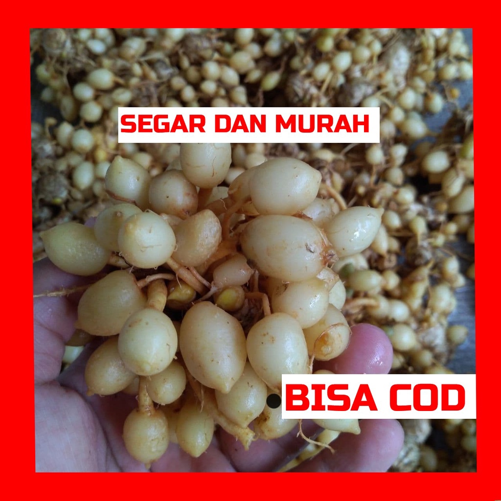 

Kunir Putih Murah Masih Segar Langsung Dari Kebun Sendiri