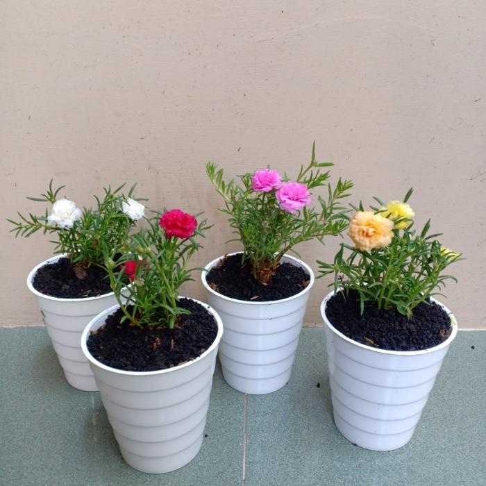 Tanaman Hias Mawar Mini / Bibit Mawar / Benih Mawar / Dekorasi / Taman