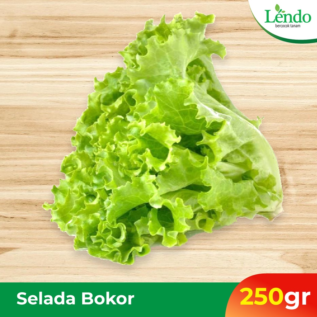 

Selada Bokor