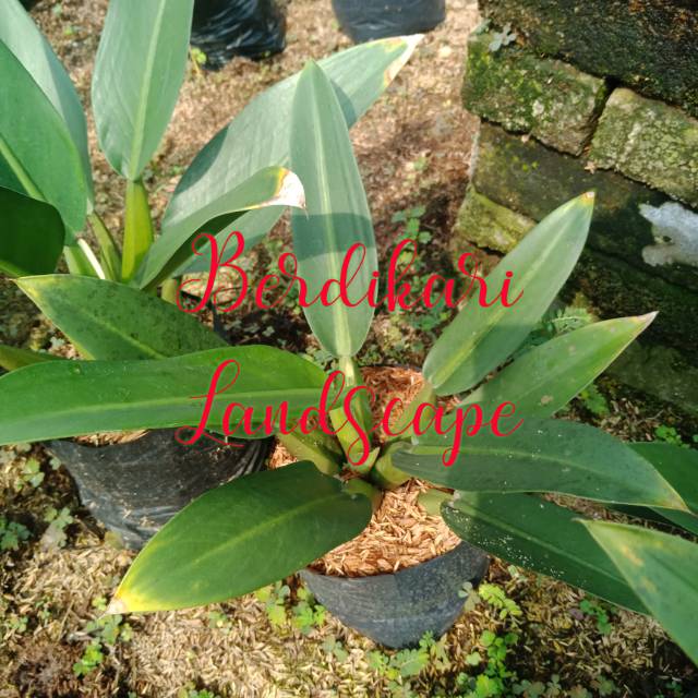 Philodendron eceng gondok philodendron eceng philo eceng