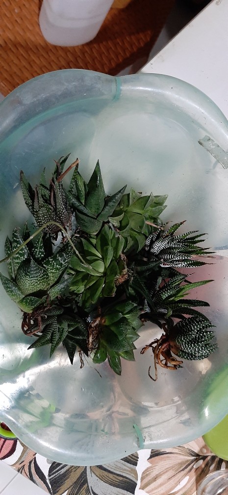 Paket Hawortia Medium 10pcs