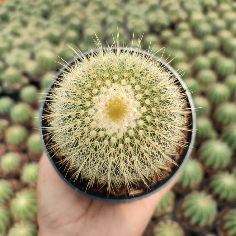 Notocactus Leninghausi Ownroot | D 10cm | Kaktus