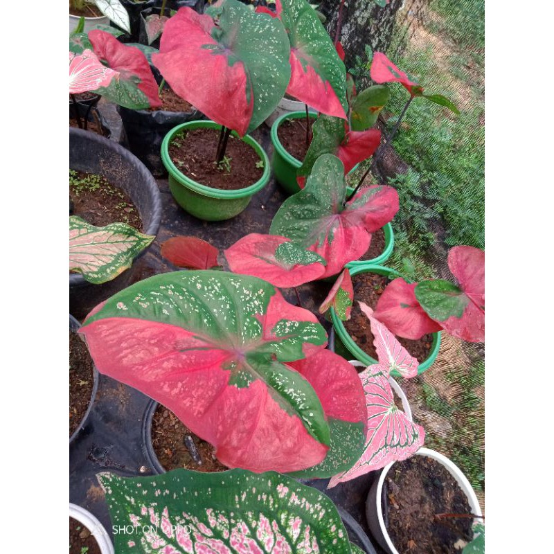 Keladi Baret Merah/keladi murah/caladium
