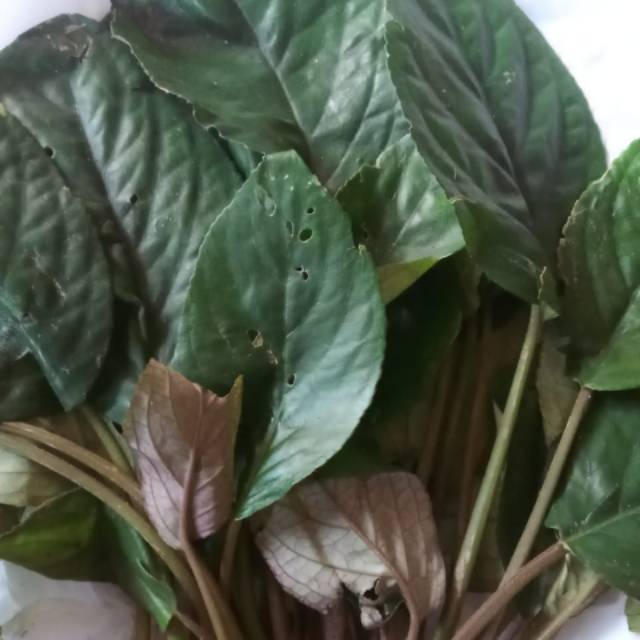 

Jual lalapan rende atau rendeu atau rene fresh