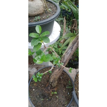 bonsai Wacang (Wahung-sancang)