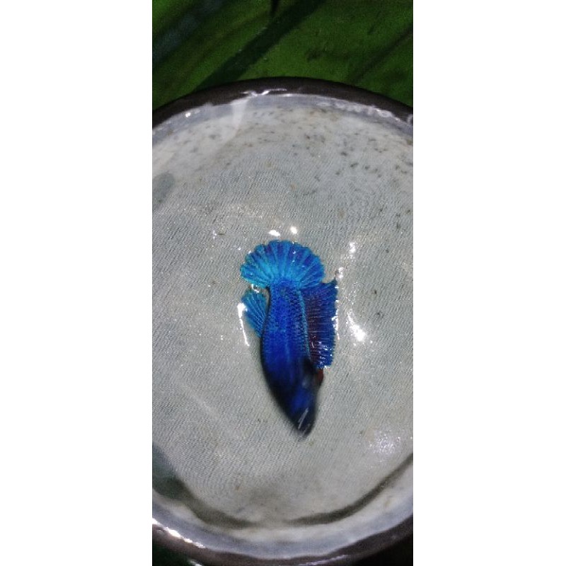 cupang avatar