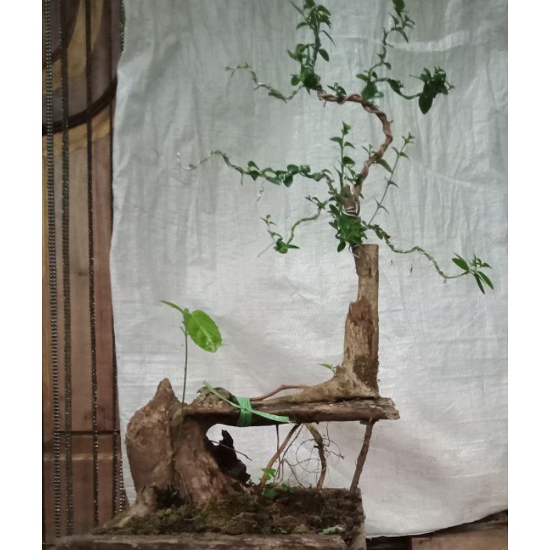 Bahan Bonsai Wahong Okulasi Sancang15