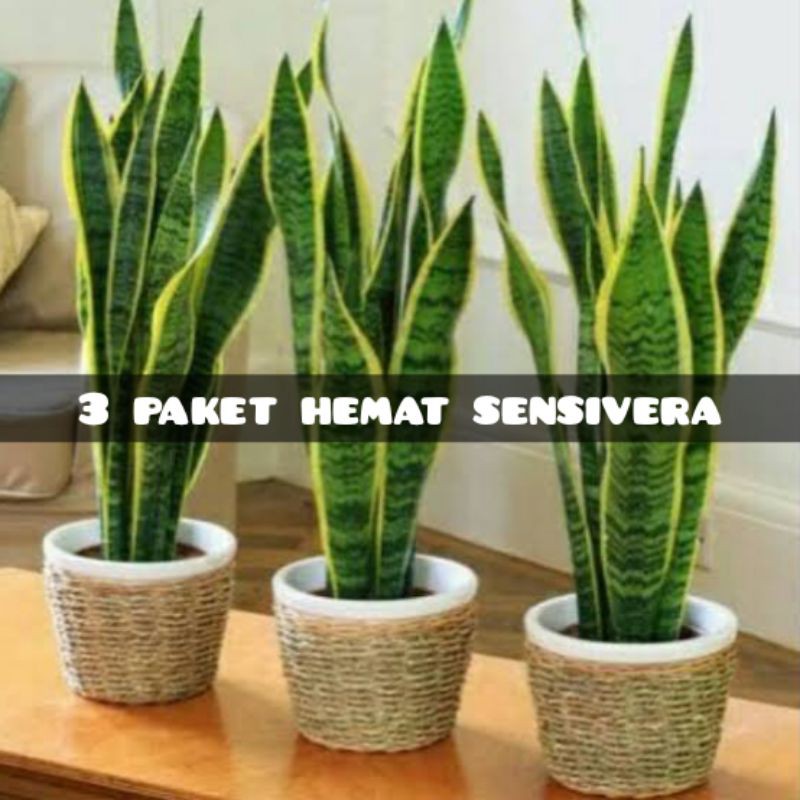 3 paket sensivera / tanaman lidah mertua