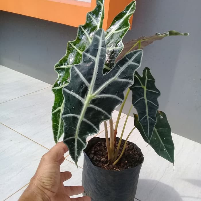 Tanaman Hias Caladium Amazon Keladi Tengkorak Shopee Indonesia