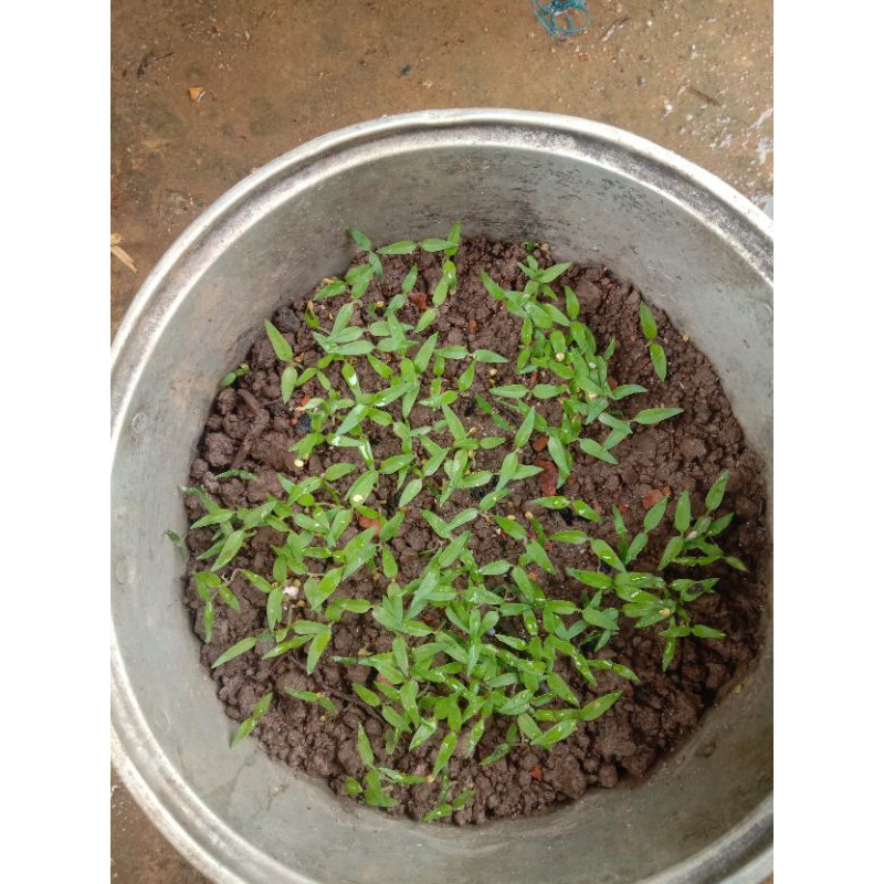 

cabe rawit F1 deweta