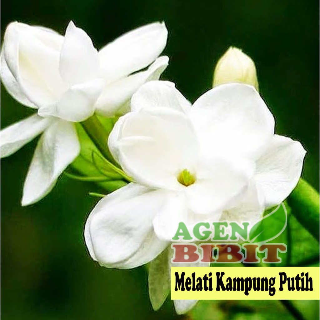 Bibit Pohon Bunga Melati Kampung Putih Wangi Harum Tanaman Herbal Shopee Indonesia