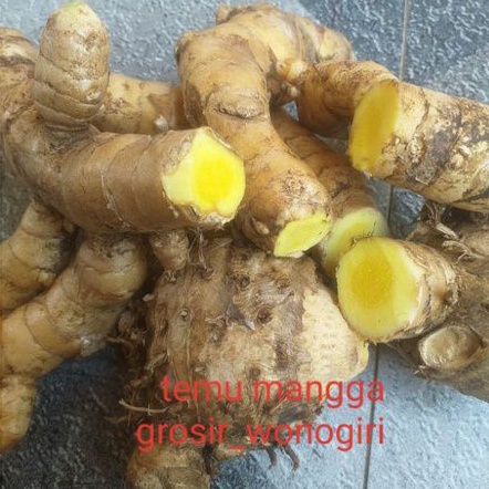 

TEMU MANGGA SEGAR 1KG - TEMU MANGGA WONOGIRI