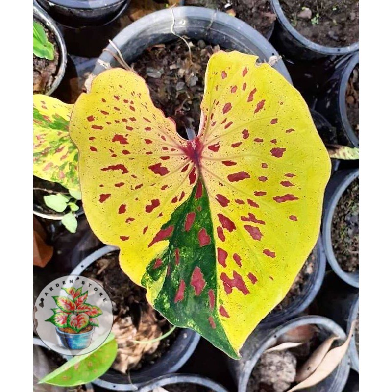 Umbi Caladium Yellow Bicolour Thaiseries - Caladium Thailand