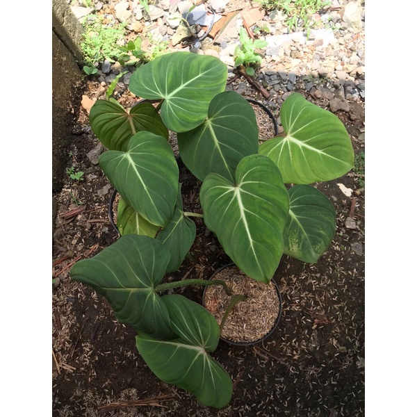 Philodendron Gloriosum - gloriosum