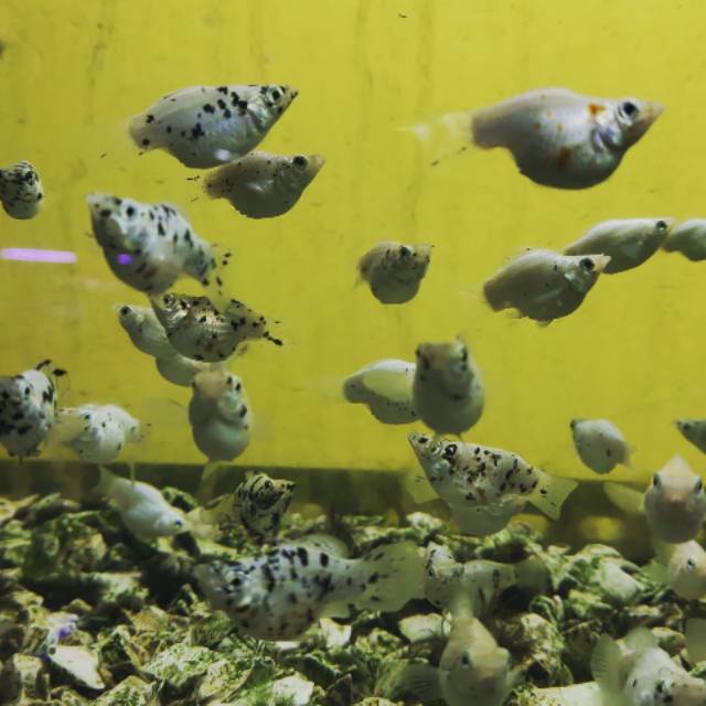 IKAN HIAS BALON MARBLE