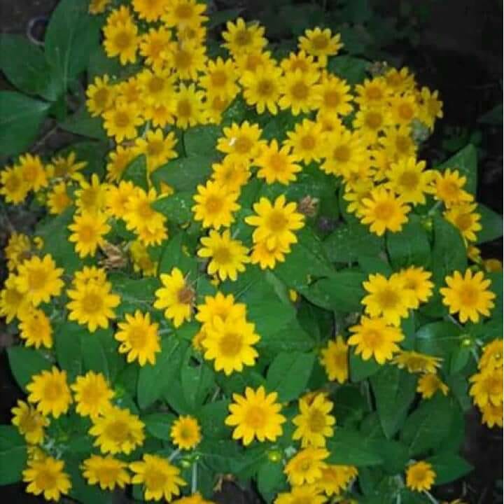 Bibit Bunga Butter Daisy