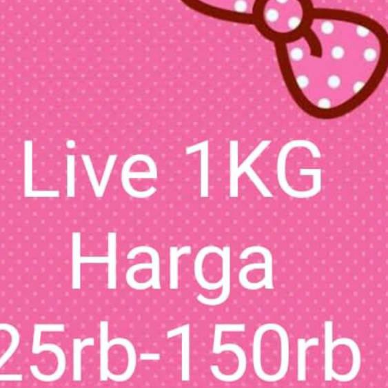 

BAYAR DI TEMPAT Orderan 1KG [M8U7]