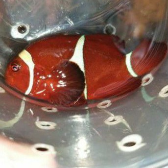 balong ikan hias air laut