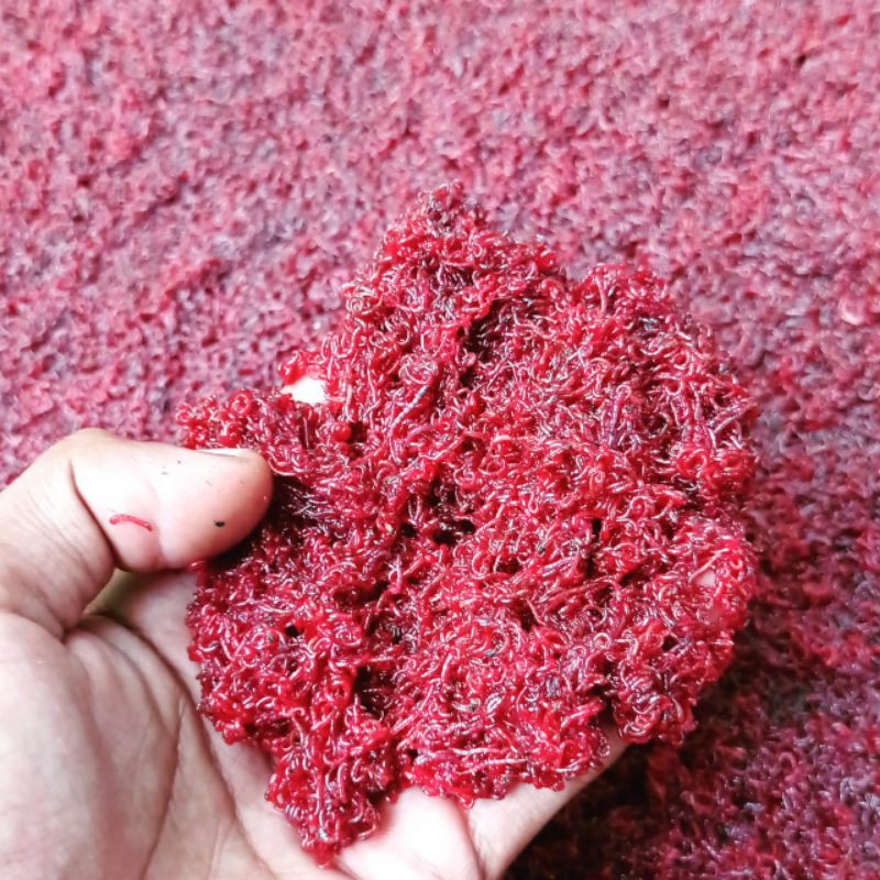 Cacing Darah/Bloodworm Hidup