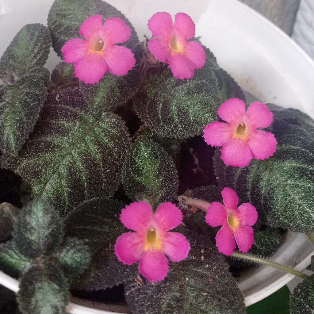 Bunga Episia Pink Panther Bunga Episcia Tanaman Hias Murah