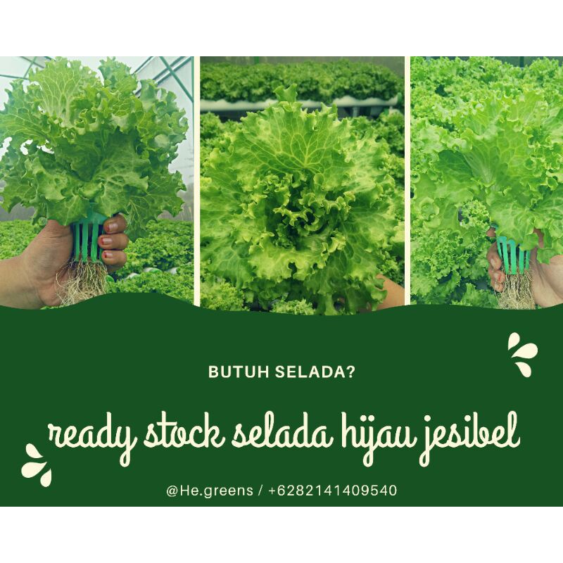 

Selada hijau hidroponik/Selada Hijau/Selada Jesibel