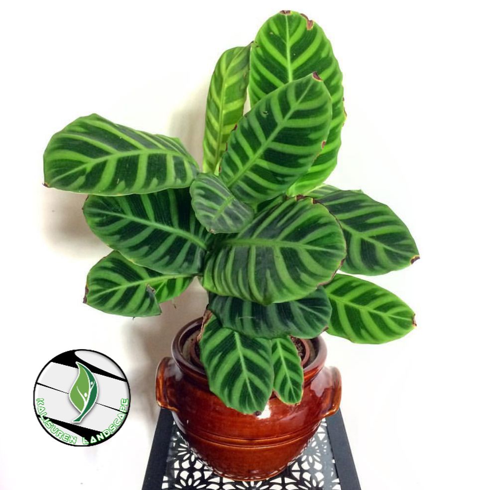 tanaman hias calathea zebrina / calathea zebrina / calathea zebrina / tanaman calathea