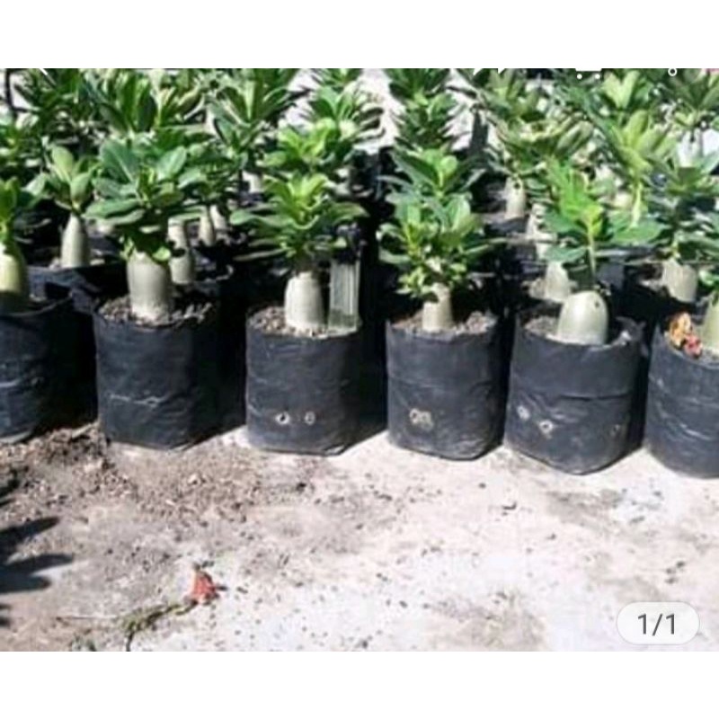 Tanaman arabicum jumbo impor - tanaman sudah bercabang