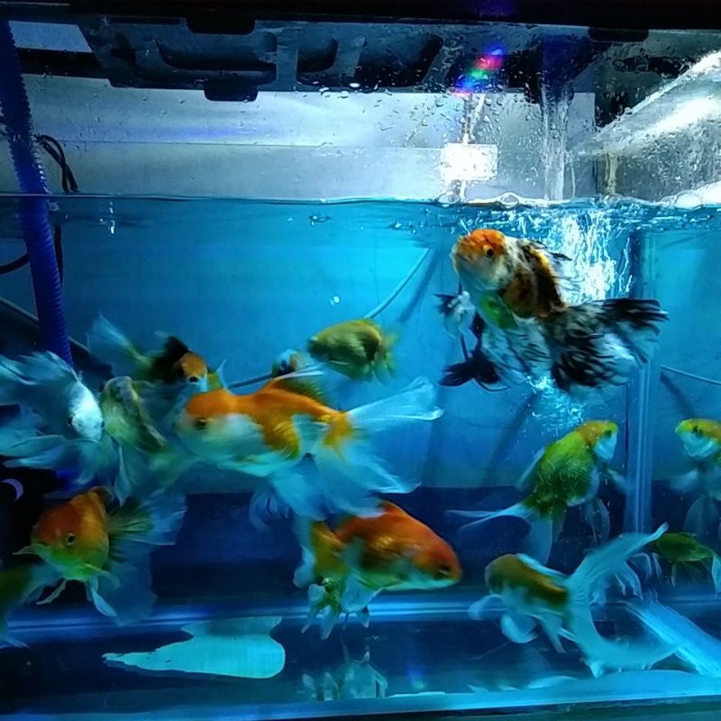 

Ikan mas KOKI