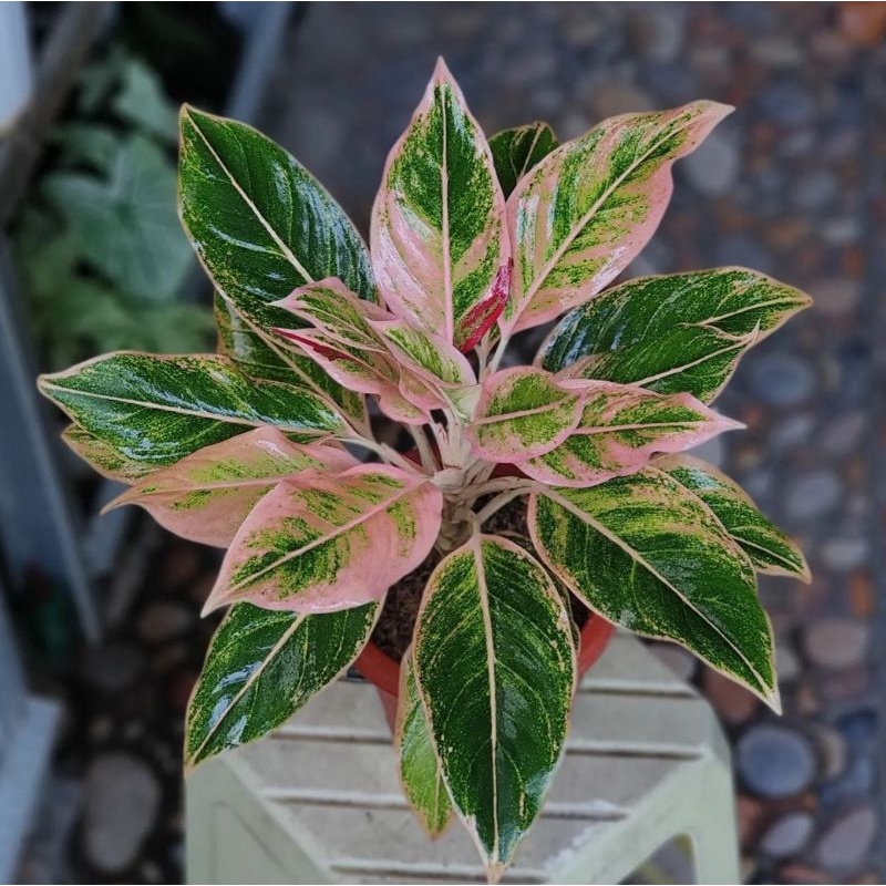 Aglonema Lipstik puding / Bunga Aglonema Lipstik Puding / Lipstik Puding / Aglonema Classic / Tanama