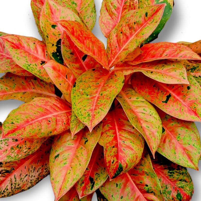 Aglaonema big roy / Aglonema big roy Remaja florist nursery / Aglonema big roy (Tanaman hias aglaone